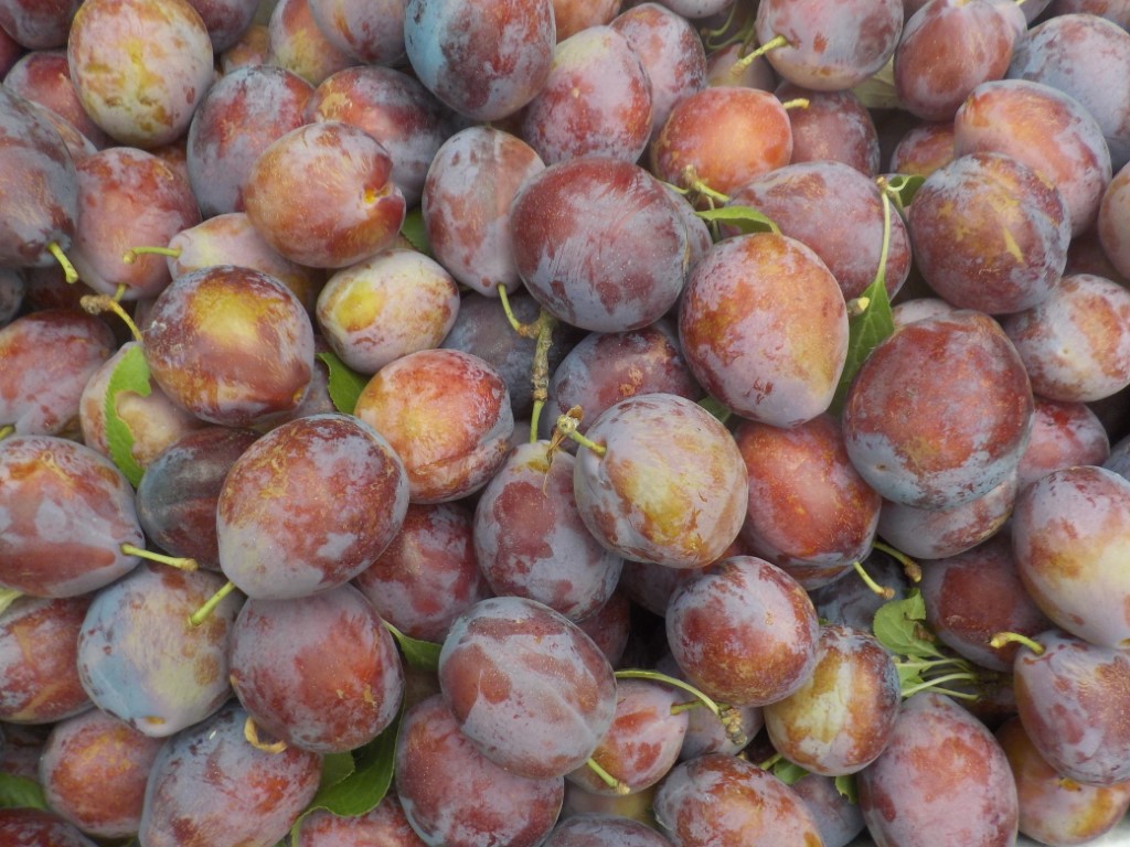 images/stories/virtuemart/product/Reina Victoria